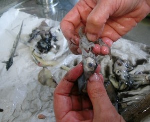 Como se limpian los chipirones